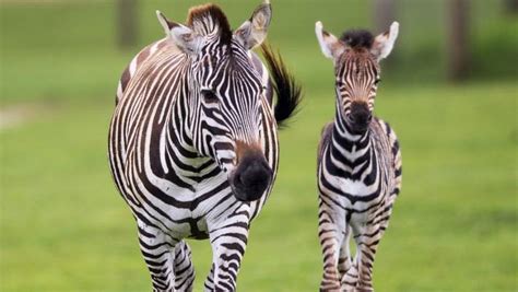Hamilton Zoo Welcomes Zebra Foal Nz