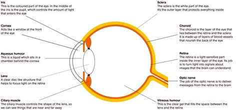 The Eyes Sightsavers Body Anatomy Parts Of The Eye Common Eye