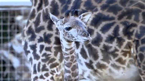 Baby Giraffe Runs And Plays At The San Diego Zoo Baby Giraffe