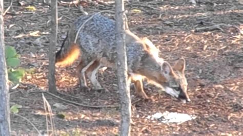 Gray Fox In Snyder County Pa Youtube
