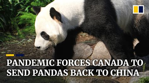 Coronavirus Bamboo Shortage Forces Canada To Send Two Giant Pandas