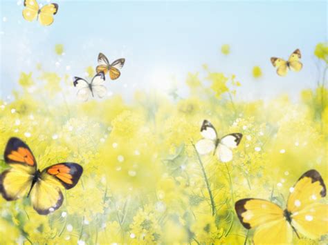 Pozadine Za Desktop Životinje Žuto Cvijeće I Leptirići čestitka Za