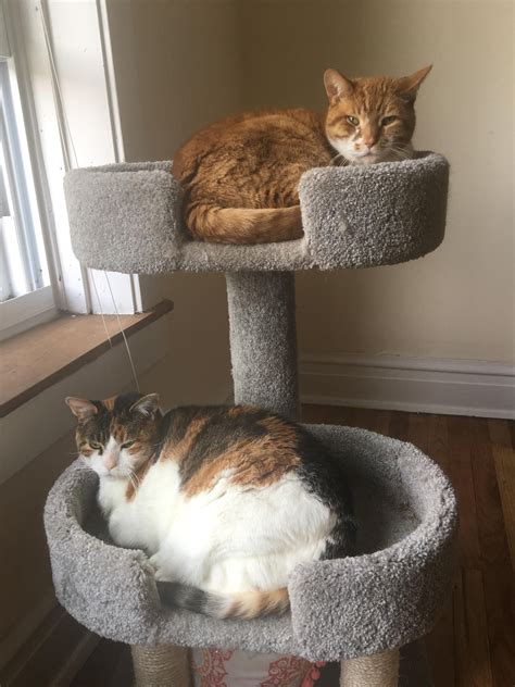 Two Cats Laying On Top Of A Cat Tree