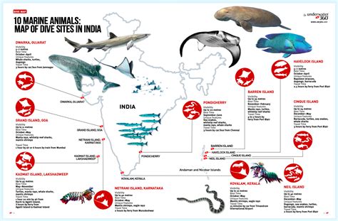 Top 170 Marine Animals Of India