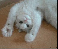 See more ideas about cat gif, cute cats, cats. 9 gifs of cats being cute. | Agent M Loves Tacos