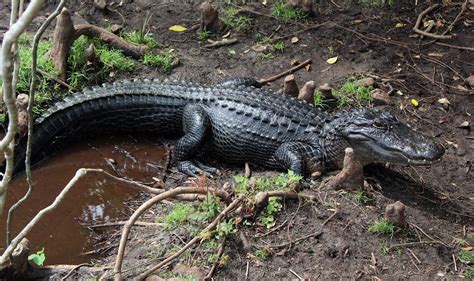Where Can I See Alligators In Orlando In The Wild Or Alligator Attractions