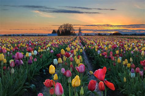 Tulip Farm Field At Sunset Tulip Flowers Blooming In Spring Season At