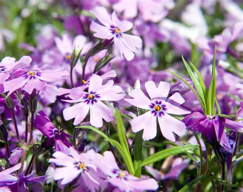 Phlox Subulata Purple Beauty Riverside Garden Centre