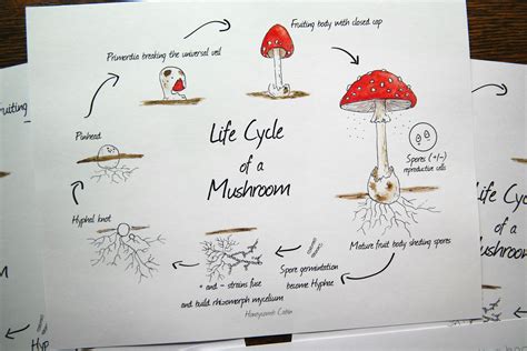 Fungi Life Cycle Stages Nohemi Monroe
