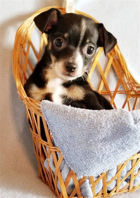 Puppies will be ready to leave for their new loving homes at 8 weeks old, on or after 5th june. Chihuahua dog for Adoption in Modesto, CA. ADN-826037 on ...