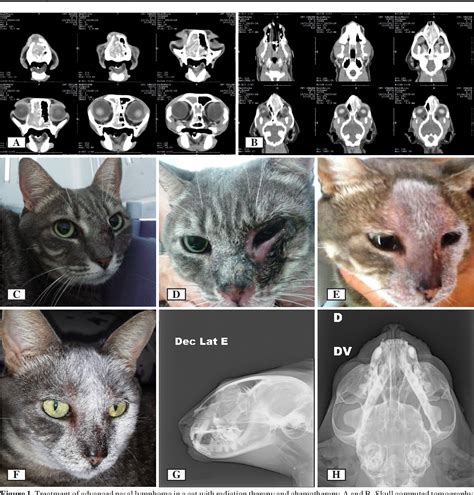 Pdf Treatment Of Two Cats With Advanced Nasal Lymphoma With Orthovoltage Radiation Therapy And