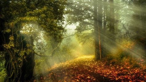 Mystical Autumn Sun Rays In The Forest Wallpaper Backiee