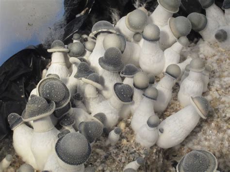 Contamination Pic Of The Day Mushroom Cultivation Shroomery Message