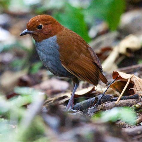 Bicolored Antpitta Colombia ©christopher Calonje This Bird Can Be Seen