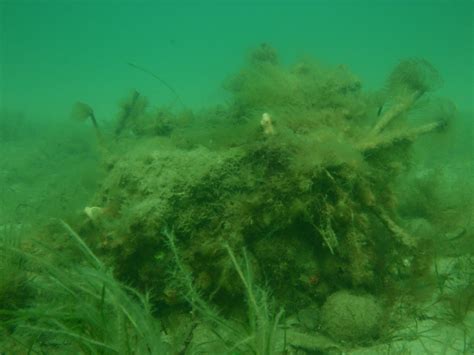 Invasive Marine Species In South Australia