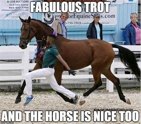 15 Hilarious Horse Memes Funny Horse Memes Funny Horses Horse Jokes