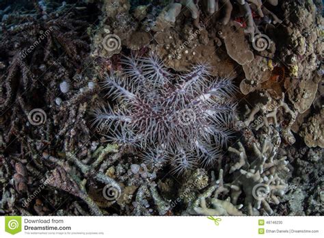 Crown Of Thorns Starfish Stock Photo Image Of Coral 48746230