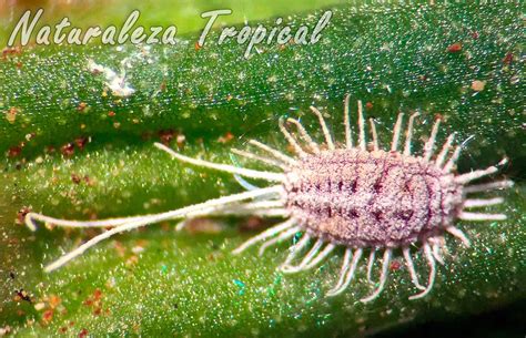 Las plagas dañan las plantas de varias maneras. La cochinilla algodonosa, una plaga difícil de erradicar ...