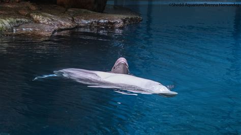 Shedd Aquariums Beluga Whale Mauyak Gives Birth To Calf