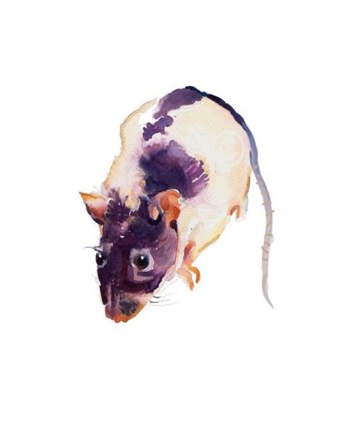 Watercolor Rat At Explore Collection Of Watercolor Rat