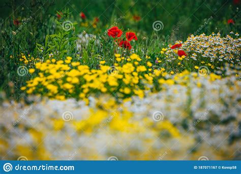 Beautiful Spring Meadow Red Poppy Flowers White Chamomile Flower And