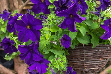 19 Of The Best Purple Petunia Varieties Gardeners Path