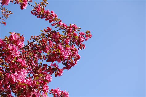 Free Images Tree Branch Sky Leaf Flower Petal Bloom Floral