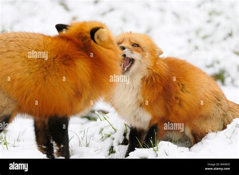 Close Up Of Two Red Foxes Vulpes Vulpes Fighting In Snow Stock Photo