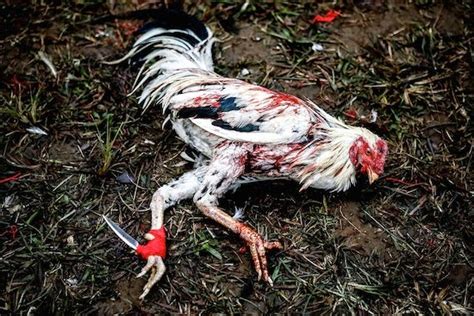 Fighting rooster for sale philippines. Sport Of Cockfighting - Art'einsky