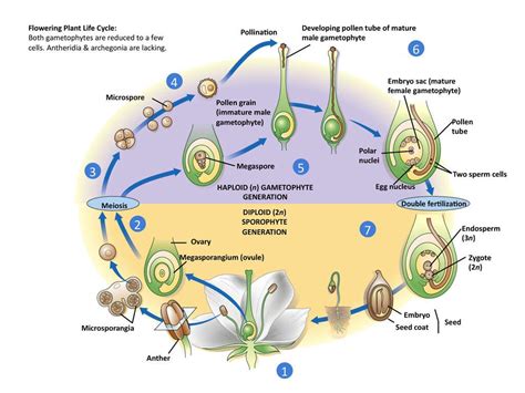 The Angiosperm Life Cycle Life Cycle Of A Typical Angiosperm