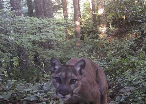 Oregon Cougar Encounter Renews Debate About Threats From Animal