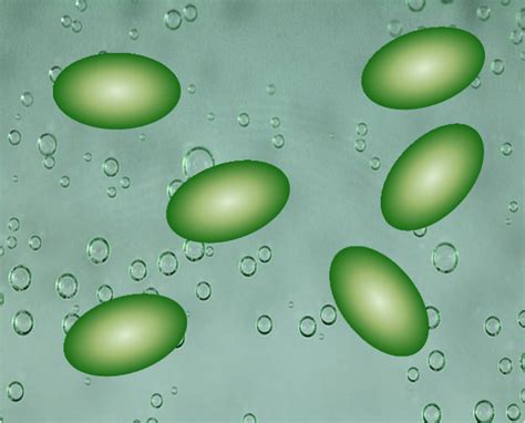 Bacterias Bacilos
