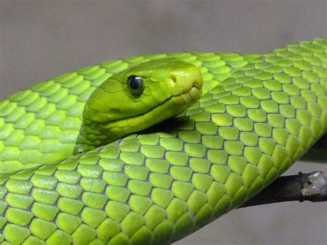 The Eastern Green Mamba Photograph By Michael Symons