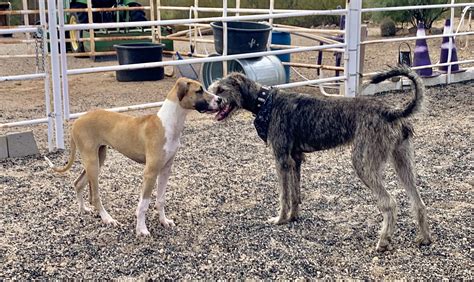 My Great Dane Met Calista A Precious Irish Wolfhound ️ Irishwolfhound