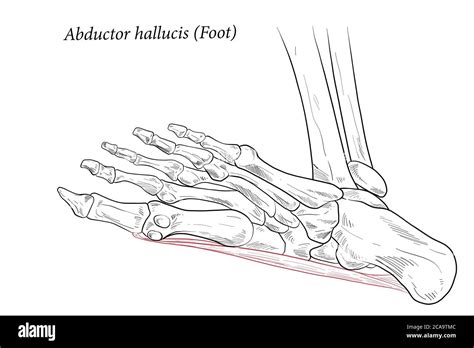 Abductor Hallucis Muscle Foot Stock Vector Image And Art Alamy