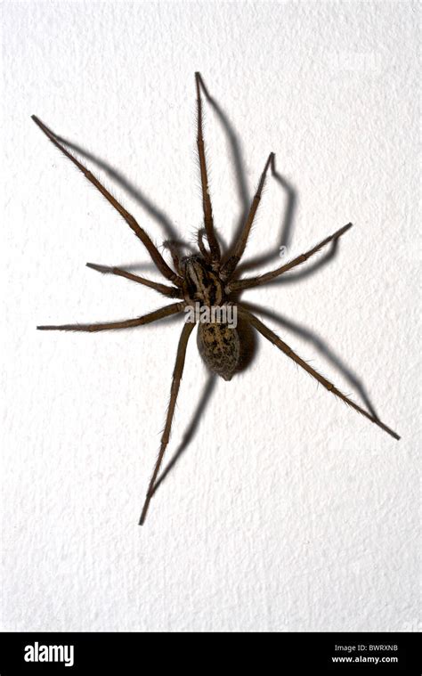 House Spider Close Up Image Stock Photo Alamy