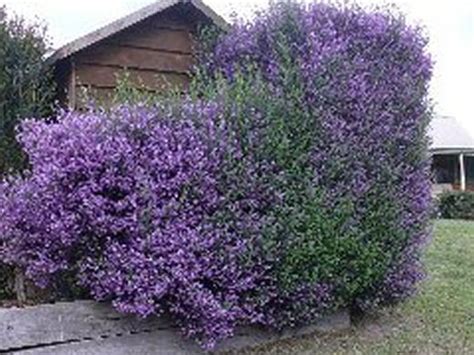 This evergreen climber is a beautiful option for softening unpainted walls. This might be good for a flowering hedge. | Garden hedges ...