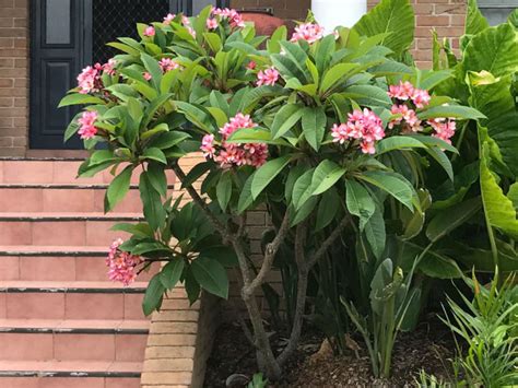 Mengenal Kamboja Plumeria (Plumeria Acuminata) - JASA ...
