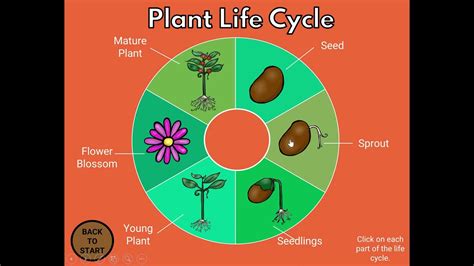 Plant Life Cycle Movement Game YouTube