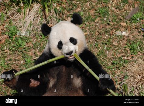 Cute Giant Panda Eating Bamboo Shoots From The Center Stock Photo Alamy