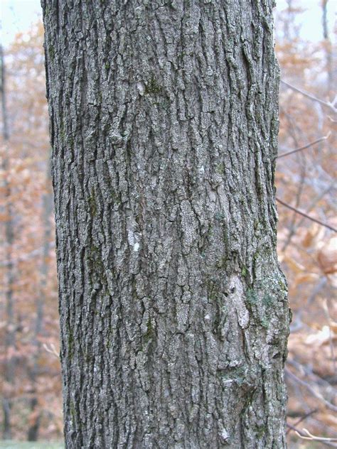 Maple Tree Bark Maple Syrup Tree Tree Bark Identification Natural