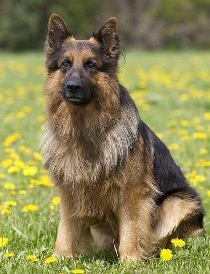 Pet Dogs Dogs And Puppies Dog Cat German Sheperd Dogs Shepherd Dogs