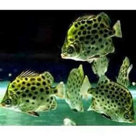 Ornamental Fishes At Best Price In Nagpur By Classical Aquarium And Pet