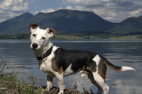 The Wonderful World Of Terriers Exploring Different Types Of Terrier