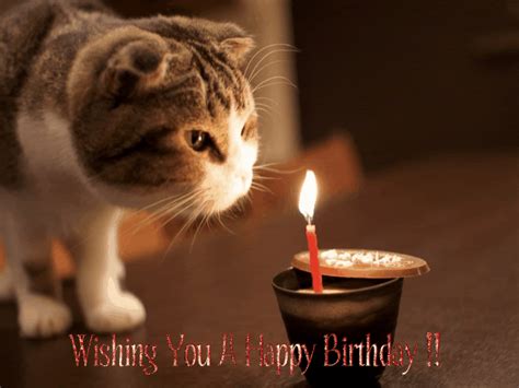 Happy Birthday Gif Images Animations Signs Collection