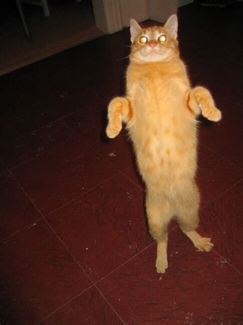Mission 21 Hilarious Photos Of Cats Standing Up Nasdaq