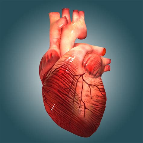 3d Model Heart