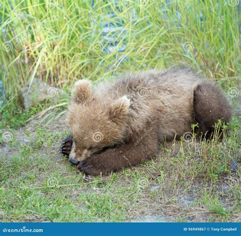 Cute Brown Bear Cubs Stock Image Image Of Bear Cute 96949867