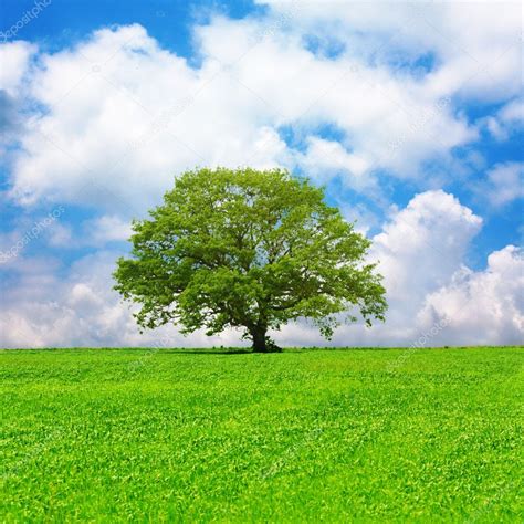 Single Tree And Cloudy Blue Sky — Stock Photo