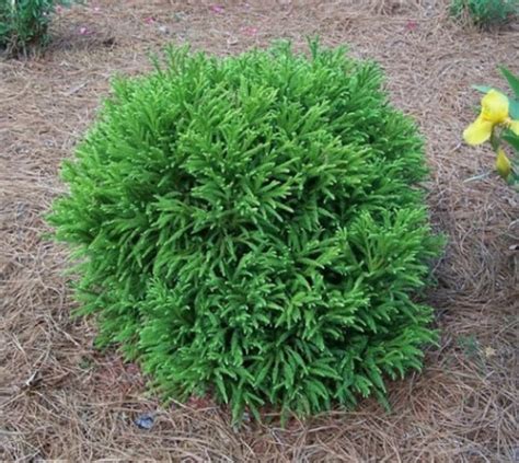 Globosa Nana Dwarf Cryptomeria Cèdre Japonais Live Plant Etsy